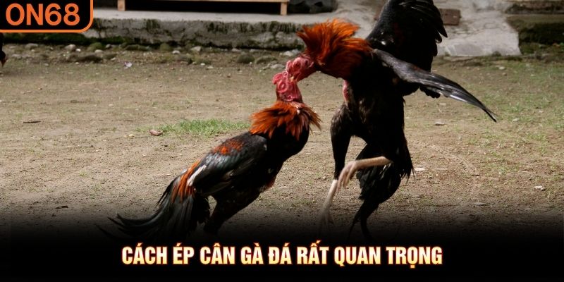 Cách ép cân gà đá rất quan trọng